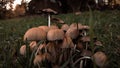 Glistening Inky Cap Mushrooms also known as Mica Cap or Shiny Cap. Coprinellus micaceus plant in the green grass