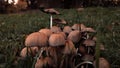 Glistening Inky Cap Mushrooms also known as Mica Cap or Shiny Cap. Coprinellus micaceus plant in the green grass