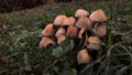 Glistening Inky Cap Mushrooms also known as Mica Cap or Shiny Cap. Coprinellus micaceus plant in the green grass