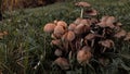 Glistening Inky Cap Mushrooms also known as Mica Cap or Shiny Cap