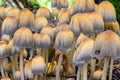 Glistening inky cap mushrooms