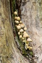 Glistening Inky Cap Mushrooms Growing In Decaying Tree Stump