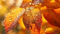 Glistening leaf droplets, radiant hues, tight focus, bright noon , no grunge Royalty Free Stock Photo