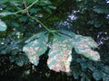 Glistening leaves in Hertfordshire Parkland Royalty Free Stock Photo
