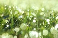 Glistening Fresh Morning Dew On Grass