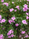 Glistening Pink Periwinkle Petals After Rain Royalty Free Stock Photo