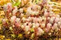 Glistening Pink plant with water globules