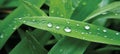 Glistening rain drops on the blades of fresh, vibrant green grass during a beautiful spring day Royalty Free Stock Photo