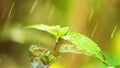 Glistening rain falling onto plant foliage slow motion