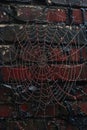 Glistening raindrops on a spider web capturing the intricacy and beauty of nature. Old brick wall with peeling paint