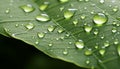 Glistening raindrops on vibrant green leaf, captured in stunning super macro photography