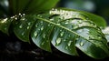 Glistening Serenity: Water Droplets on a Tropical Leaf Royalty Free Stock Photo