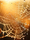 Glistening Spider Web