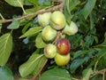 Glistening trees with berries in Hertfordshire Parkland