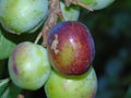 Glistening trees with berries in Hertfordshire Parkland