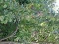 Glistening trees with berries in Hertfordshire Parkland