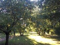 Glistening trees in Hertfordshire orchard, UK