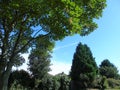 Glistening trees with leaves shimmering in the glowing wind Royalty Free Stock Photo