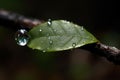 Glistening water droplet on leaf Royalty Free Stock Photo