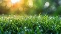 Glistening Water Droplets on Green Grass Royalty Free Stock Photo