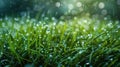 Glistening Water Droplets on Green Grass Royalty Free Stock Photo
