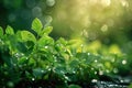 Glistening water drops on green leaves, sunlight, blurry forest background