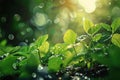 Glistening water drops on green leaves, sunlight, blurry forest background