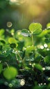 Glistening water drops on green leaves, sunlight, blurry forest background