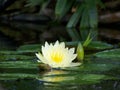 Glistening Water Lily