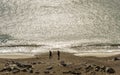 Glistering Sea with Two Tourists and Dog