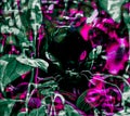 Kitty Cat Glitch Flower Nature Photography Artistic Photo Botanical