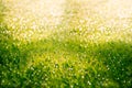 Glitter in the green wet grass