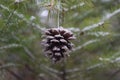 Glitter pinecone hanging on snow covered tree. Royalty Free Stock Photo