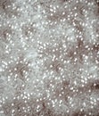 Glitter vintage lights background. light grey . defocused. Royalty Free Stock Photo