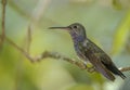 Glittering-bellied Emerald (Chlorostilbon aureoventris) Royalty Free Stock Photo