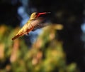 Glittering-bellied Emerald hummingbird