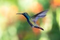 Pretty wildlife photography of a hummingbird in flight with a blurred colorful background.