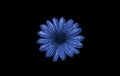 Closeup of a glittering blue cape marguerite flower isolated on black background Royalty Free Stock Photo