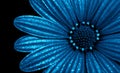 Glittering blue flower, blue osteospermum, african daisy isolated on black background