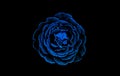 Glittering blue rose isolated on black background