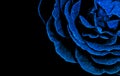 Glittering blue rose isolated on black background