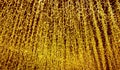 Glittering Gold Illuminated Ceiling String Lights for Background