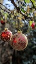 Glittering gold and red Christmas baubles hanging from a tree branch . Royalty Free Stock Photo