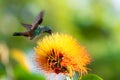 Glittering green hummingbird feeding on a bright tropical flower in the sunlight Royalty Free Stock Photo