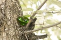 Glittering green magical crystal emerald in forest, diamond