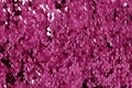 Glittering sequin texture in pink tone Royalty Free Stock Photo