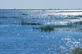 GLITTERING SUNLIGHT ON VAST EXPANSE OF A FLOODED CHOBE RIVER Royalty Free Stock Photo