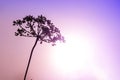 Glittering water drops in a beautiful dandelion. Morning purpure background Royalty Free Stock Photo