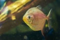 A glittery silver dollar fish in closeup, a popular aquarium pet from south America