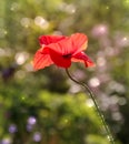 Glitzy Red Poppy Flower Dancing in Soft Focus Garden